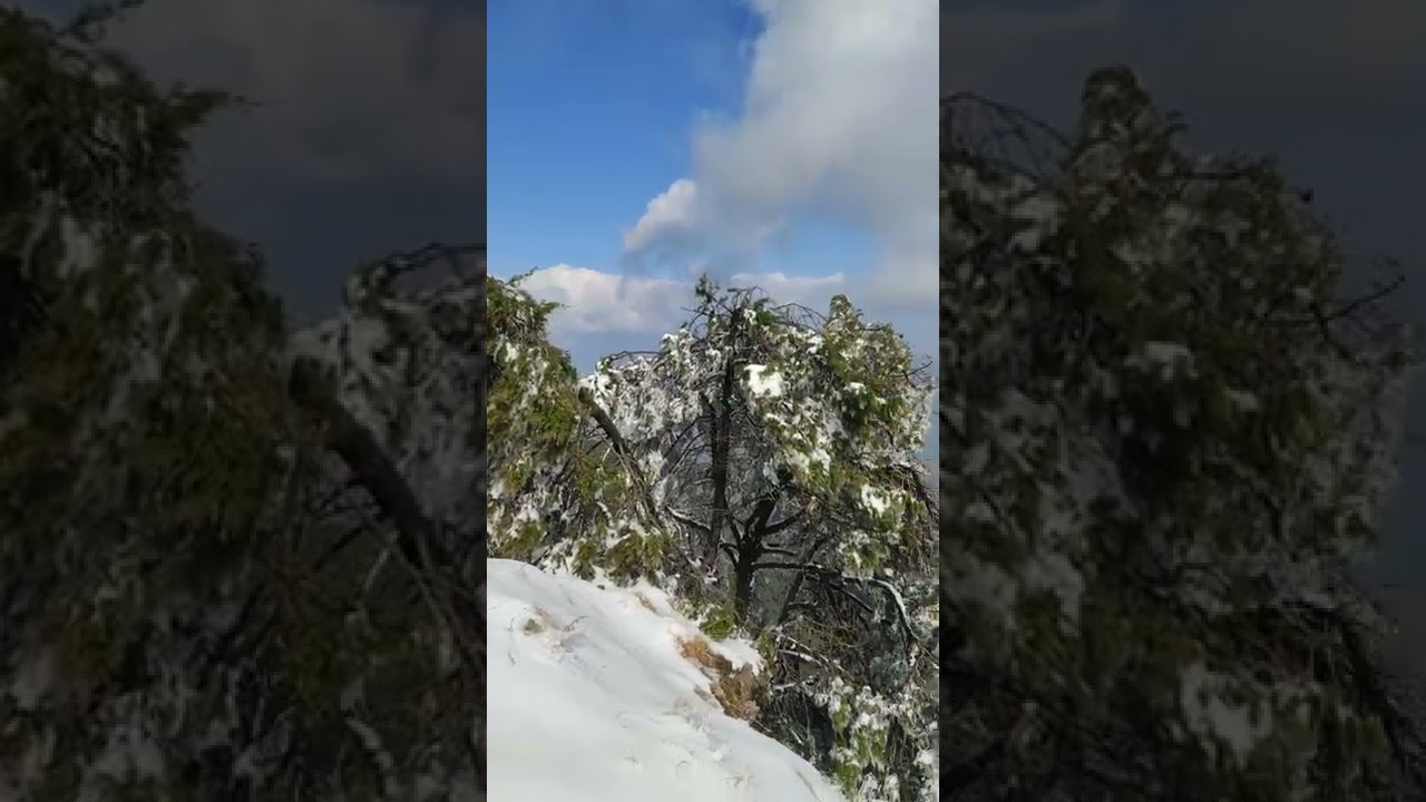Naina Peak Nainital | Nainital Snowfall 2022 | #shorts