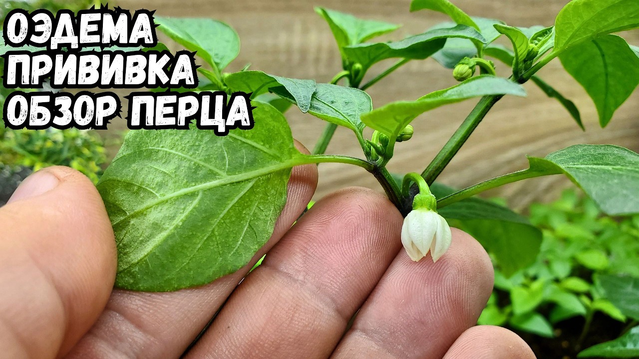 Оэдема на перце. Прививка перца. Обзор на всходы.