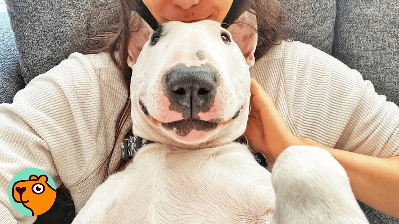 Dog Climbs Tables And Steals Shoes To Get A Piece Of Attentions! | Cuddle Buddies