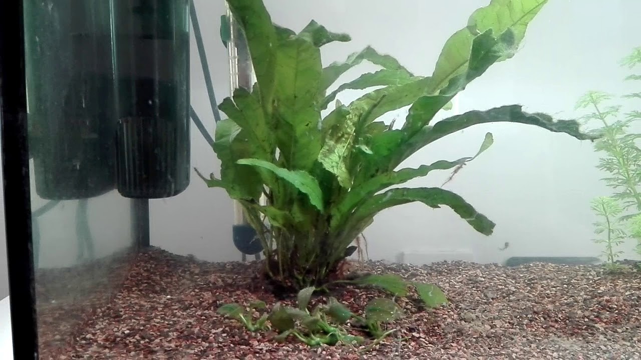 Accrescimento avannotti di corydoras paleatus