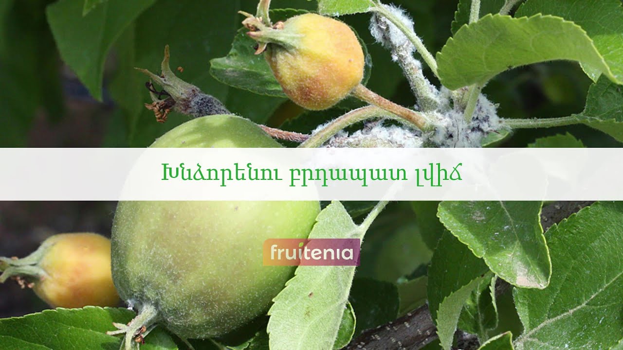 Խնձորենու բրդապատ լվիճ / Wooly apple aphid