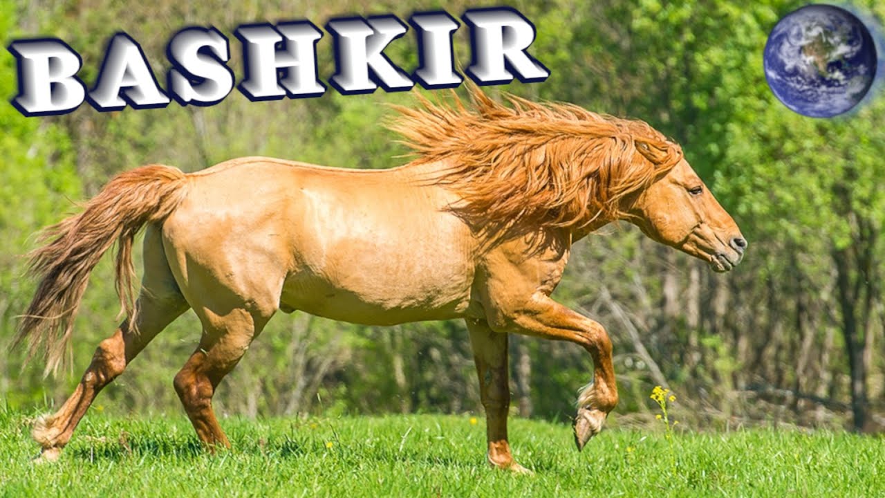 TOP Beautiful Bashkir Horse in the World!