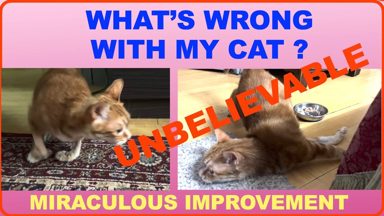 Miracle Recovery from Mystery Cat Condition UNEXPLAINED Ataxia Nerve Degeneration Paralysis