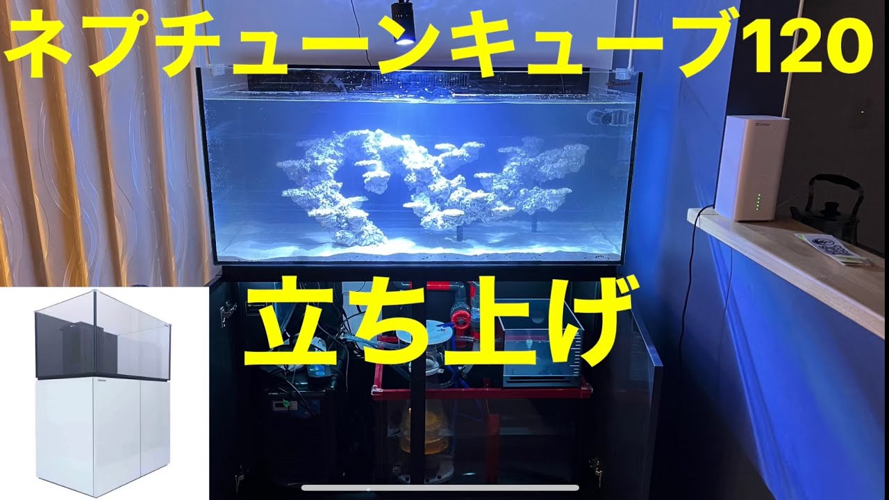 ネプチューンキューブ120cm水槽立ち上げました！！