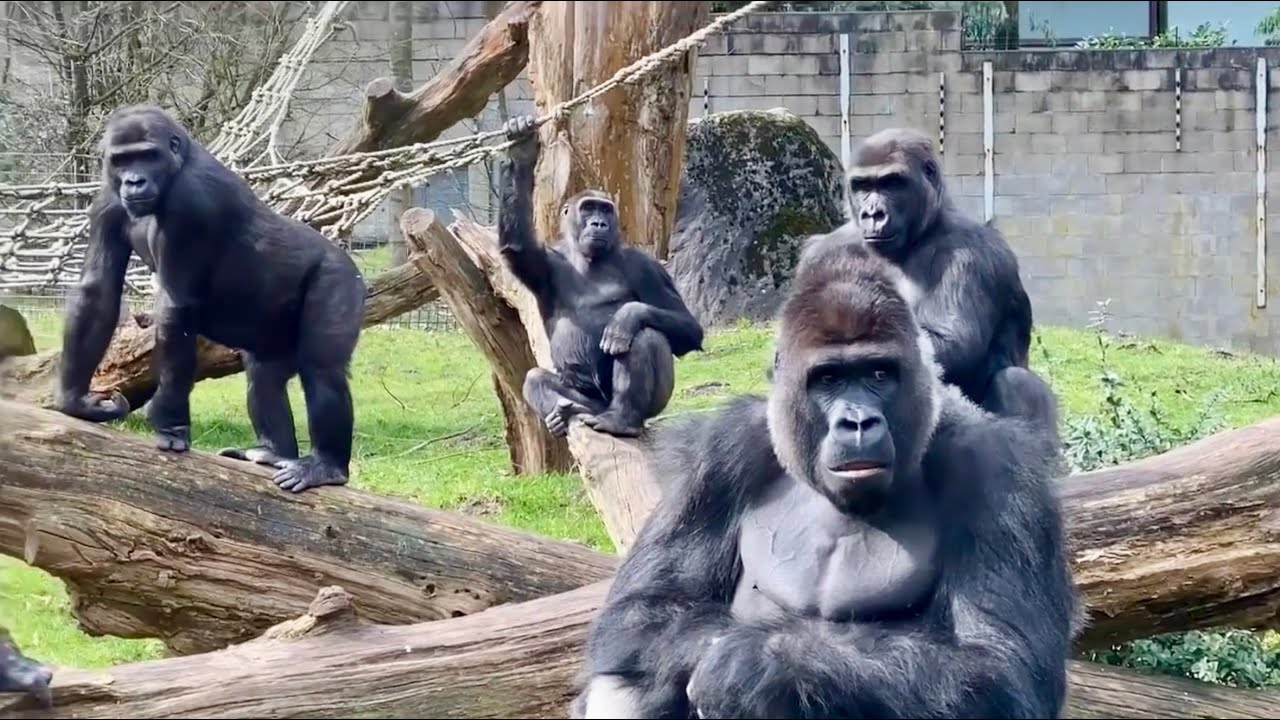 GORILLAS AND MANGABEYS LIVING TOGETHER -  New Release