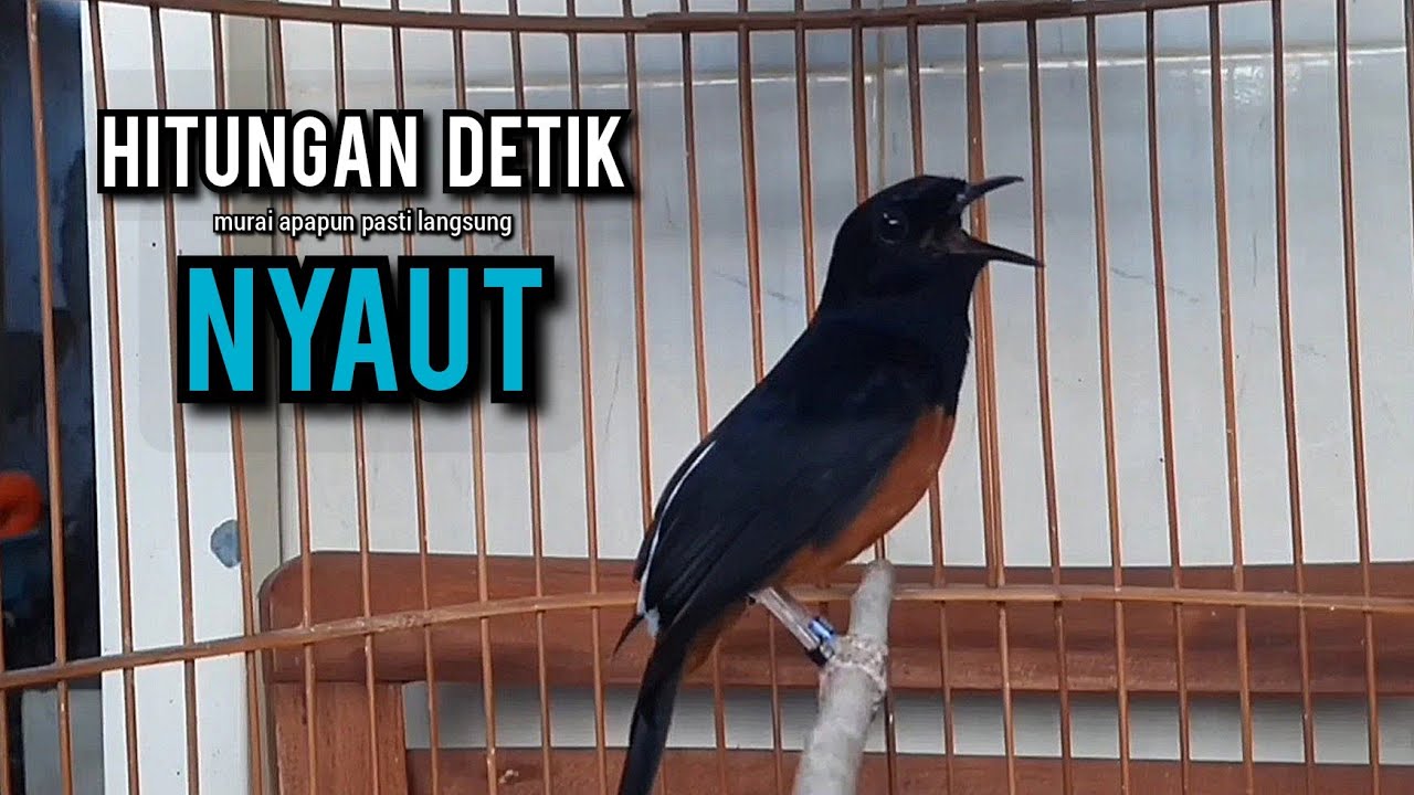 murai batu gacor AMPUH buat PANCINGAN murai batu agar bunyi JADIKAN burung murai gacor NYAUT EMOSI