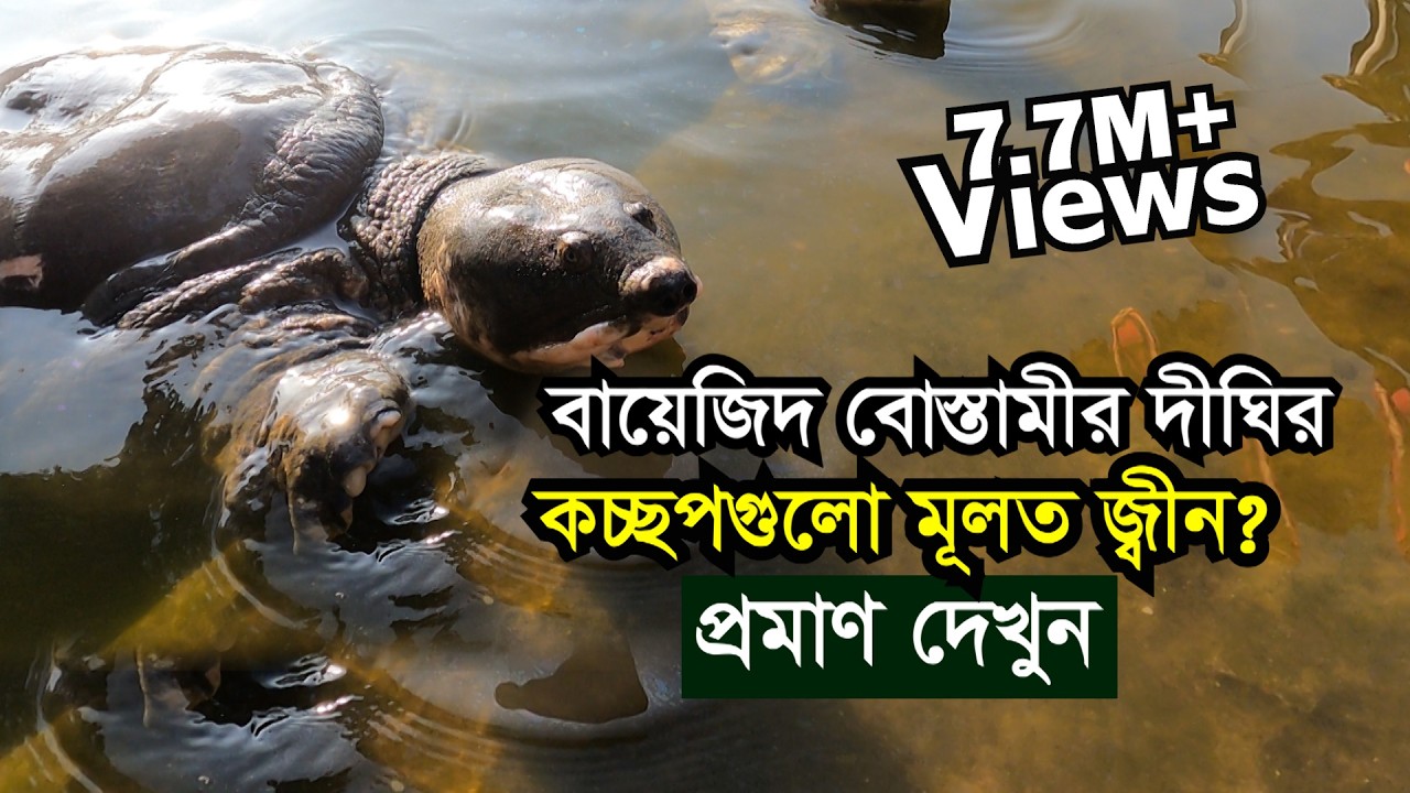 হযরত বায়েজিদ বোস্তামীর দীঘির কচ্ছপগুলো জ্বীন? | Bayazid Bastami shrine in Chittagong