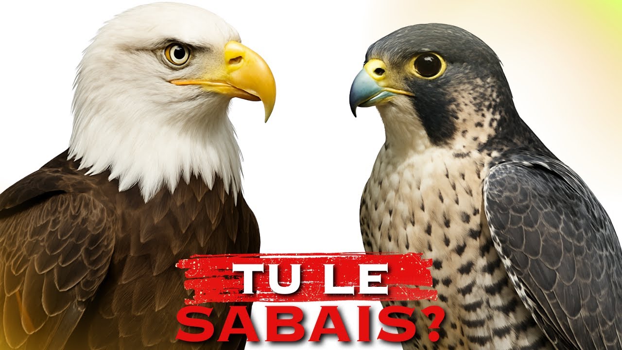 Quelle est la différence entre les faucons et les éperviers ?