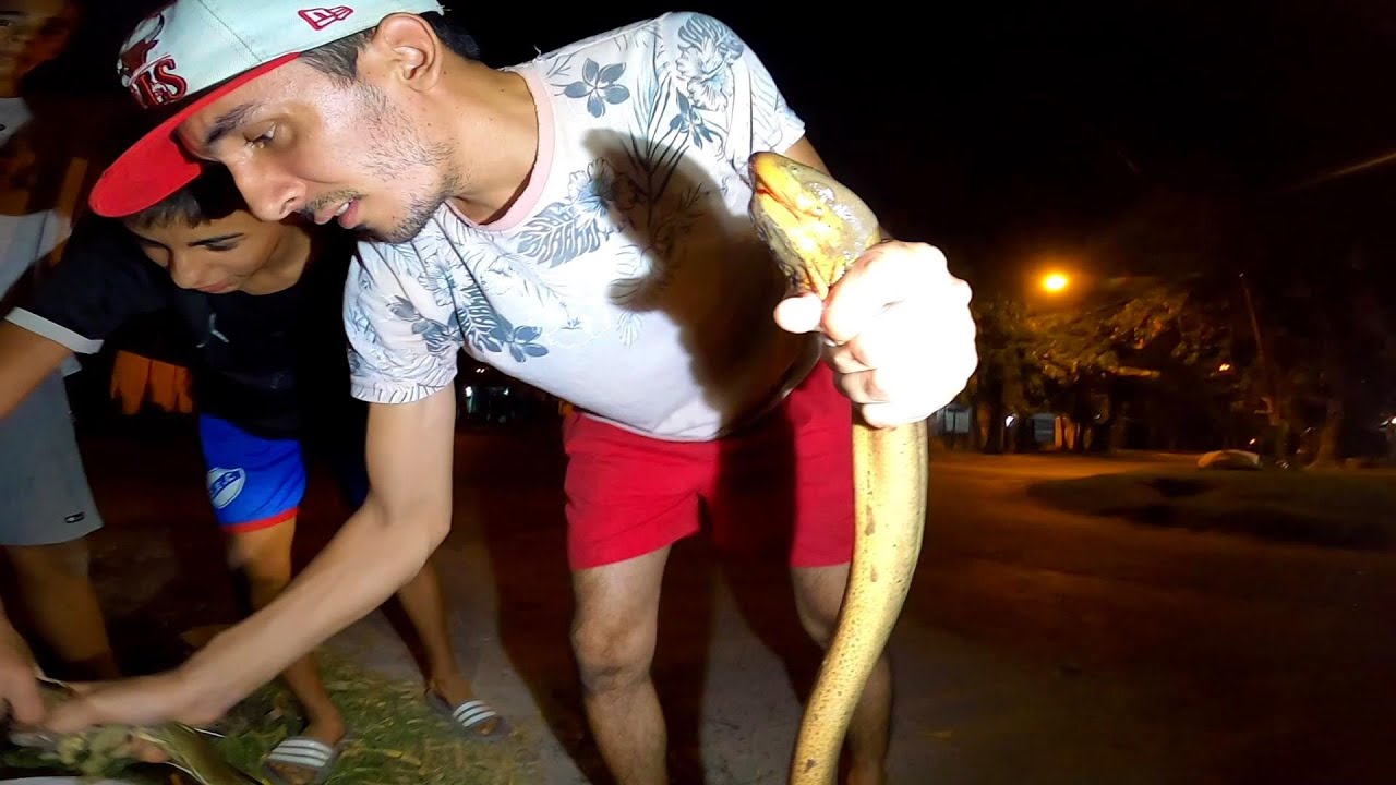 IMPRESIONANTES ANIMALES SALEN DE NOCHE, PESCA URBANA