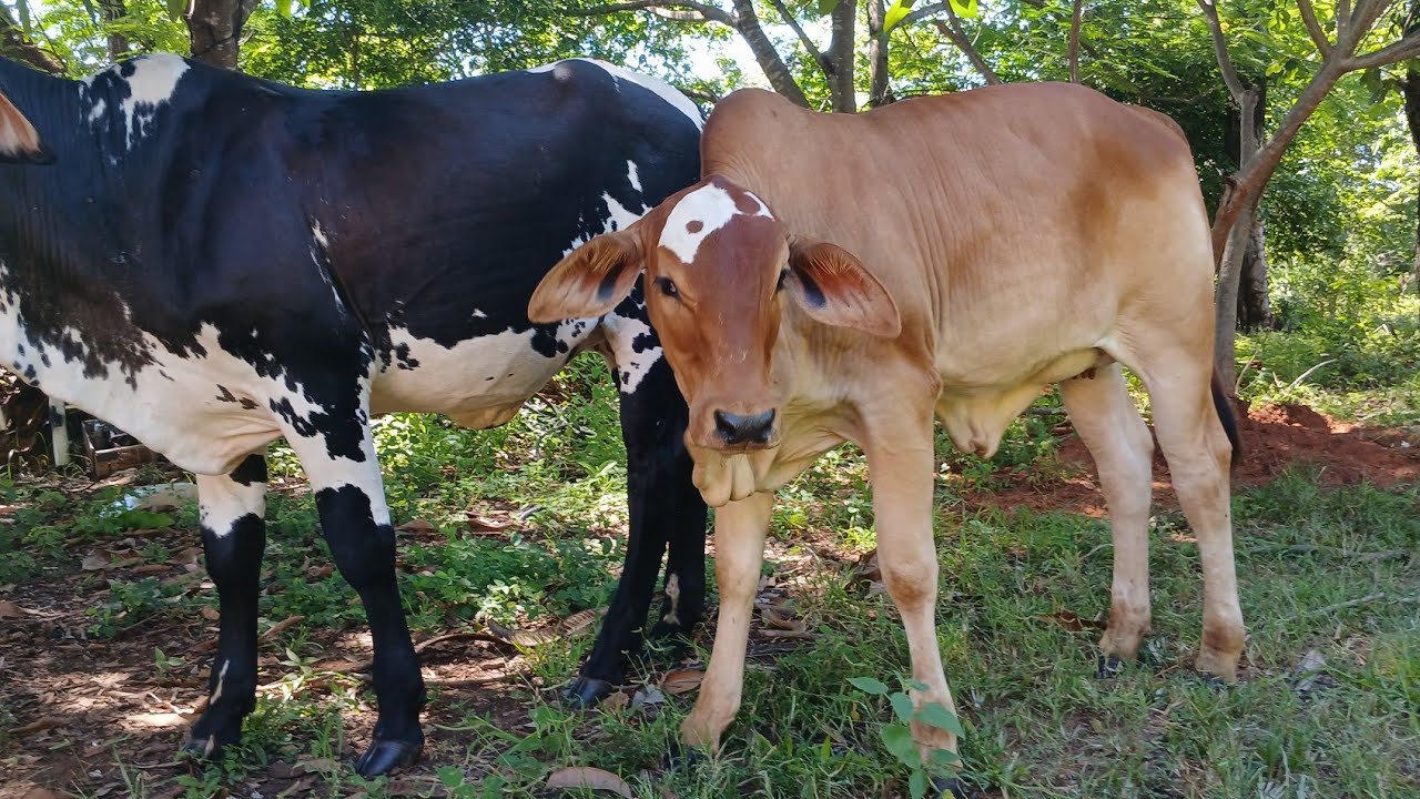  TER VACAS 