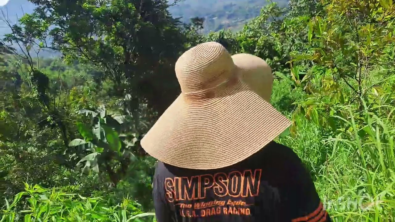 KEBUN DURIAN DAN ALPUKAT PREMIUM PART 2 ( ULAH MONYET )