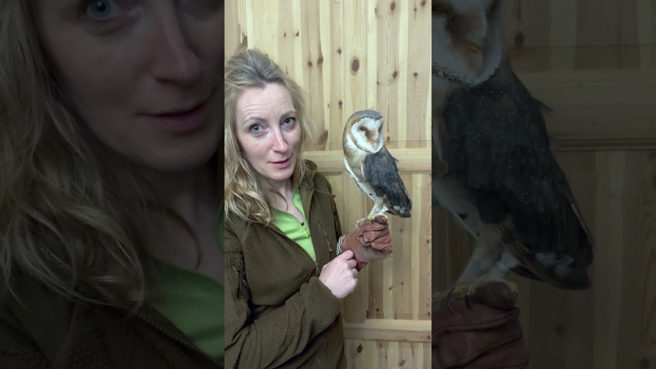 Głos płomykówki  #animals #zwierzaki #owl #birds  #zoo #pets #zwierzęta