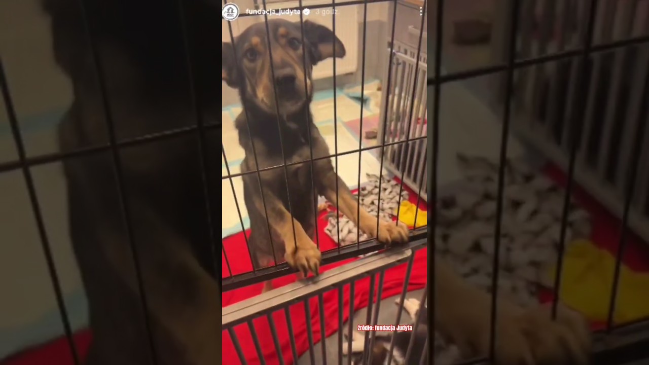 You wanted to see the conditions at the Judyta Foundation 🐶🐾 #dog #help #shorts