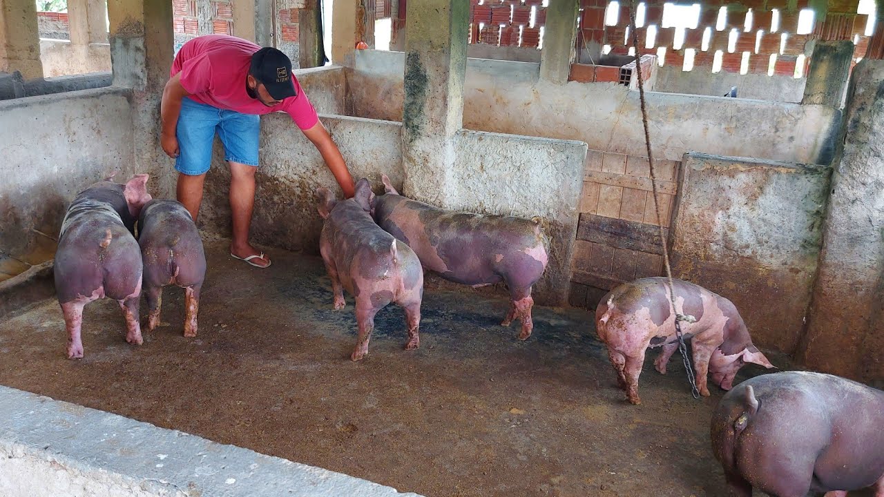 Criação de Porcos Suínos do Luiz Neto 🐖🐷🏜⏳🙏