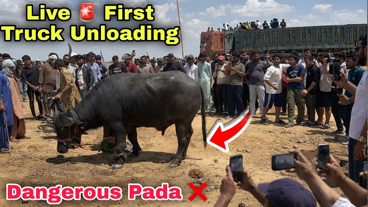 Northern Bypass Mandi First Truck Unloading Gone Wrong 2026 😱 | Cow Mandi 2026 