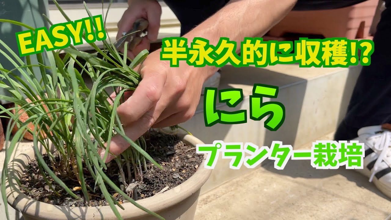 【プランター菜園】ニラ