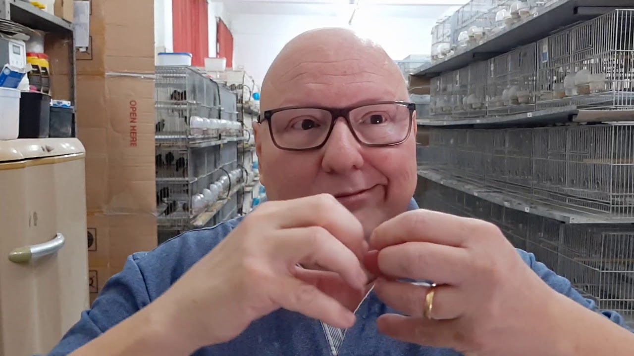 PROBLEMA RESPIRATÓRIO NO SEU CANÁRIO.