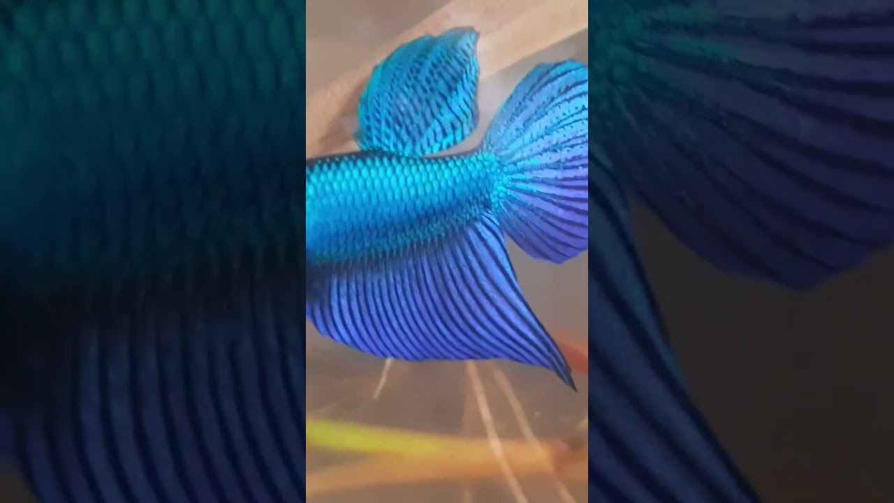 Buriram Super Blye power  2023