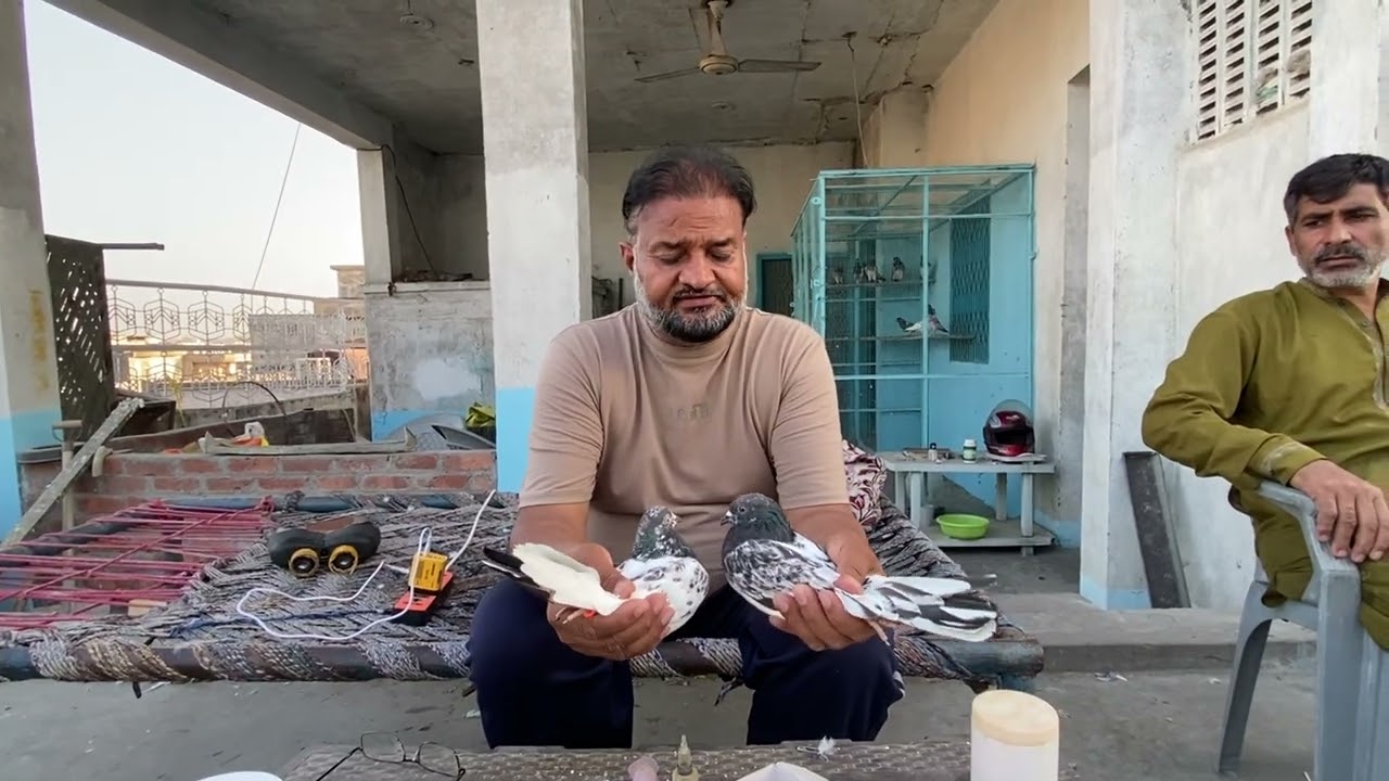 استاد شبیر شاہد لیبل والے کےشیخوں والے کبوتروں کا شوق کریں۔ 03008611356