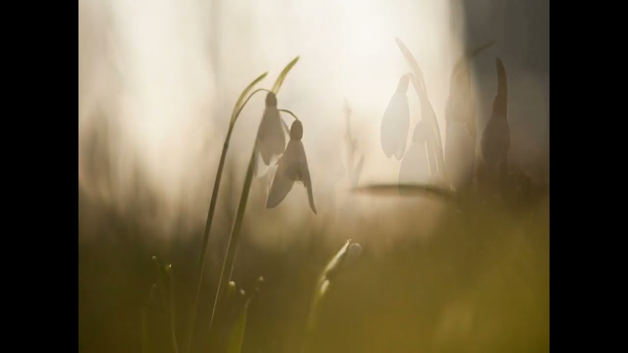 snowdrop serenity 720p