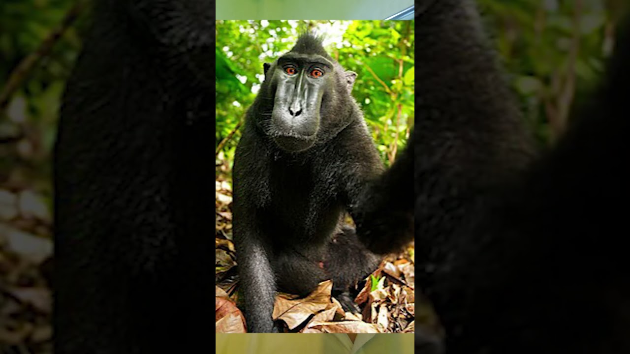 Most controversial photo on Internet!!!?  #shorts #law