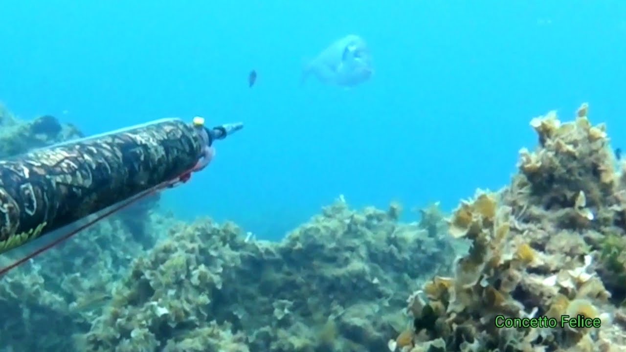 Pescasub : il fucile telecomandato con Concetto Felice by Salvimar