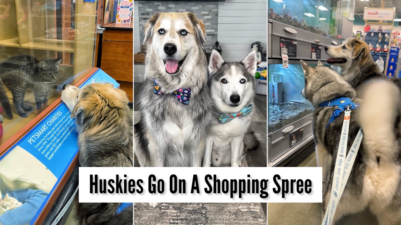 Huskies Go On A Shopping Spree 