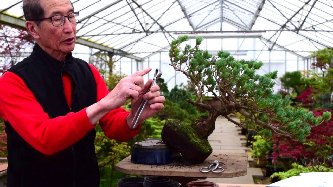 Pine Bonsai Reshape and Prune