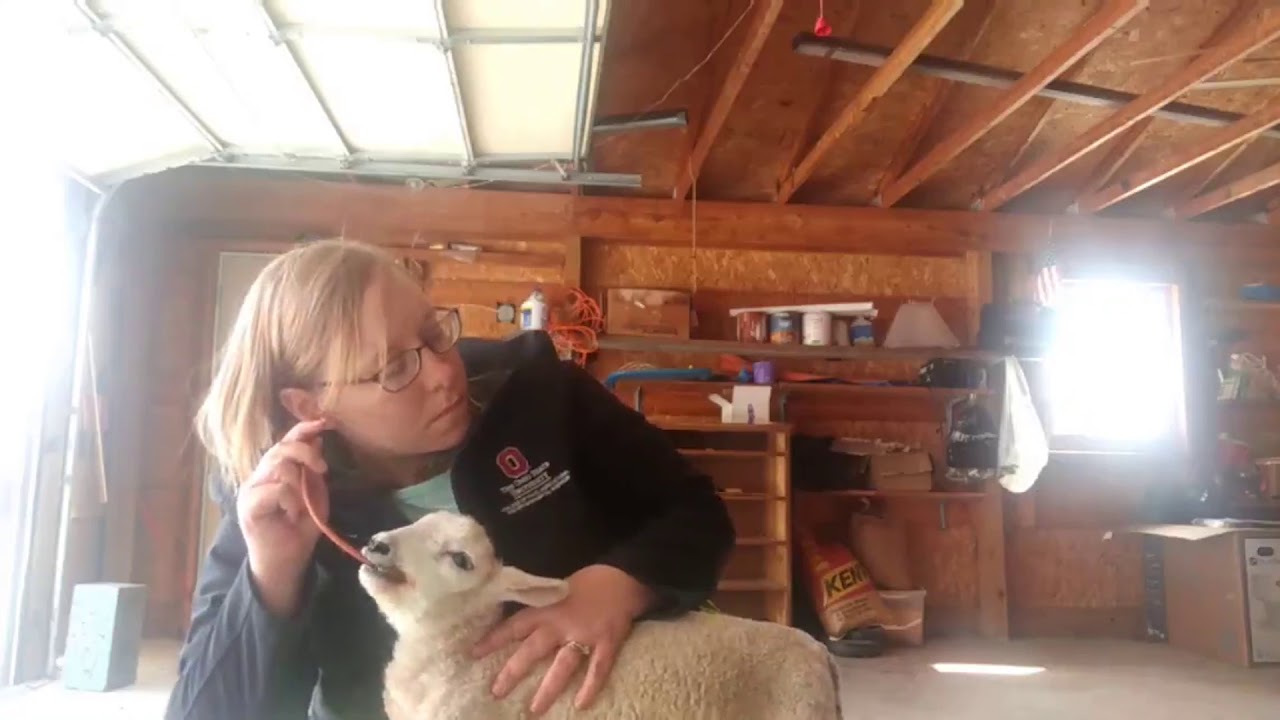 Tube Feeding Lambs & Kids