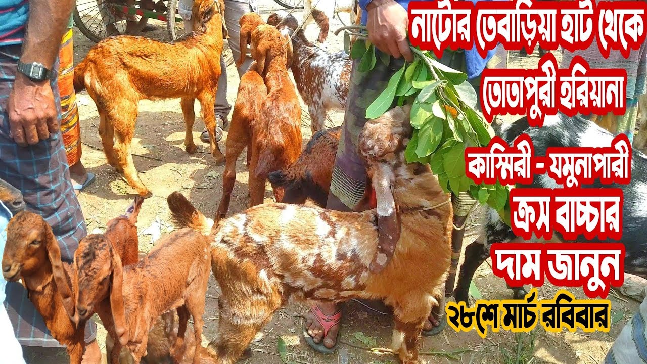 তোতাপুরী হরিয়ানা কাশ্মীরী শিরহী বিটল ক্রস জাতের বাচ্চার দাম জানুন নাটোর তেবাড়িয়া হাট থেকে। Natore