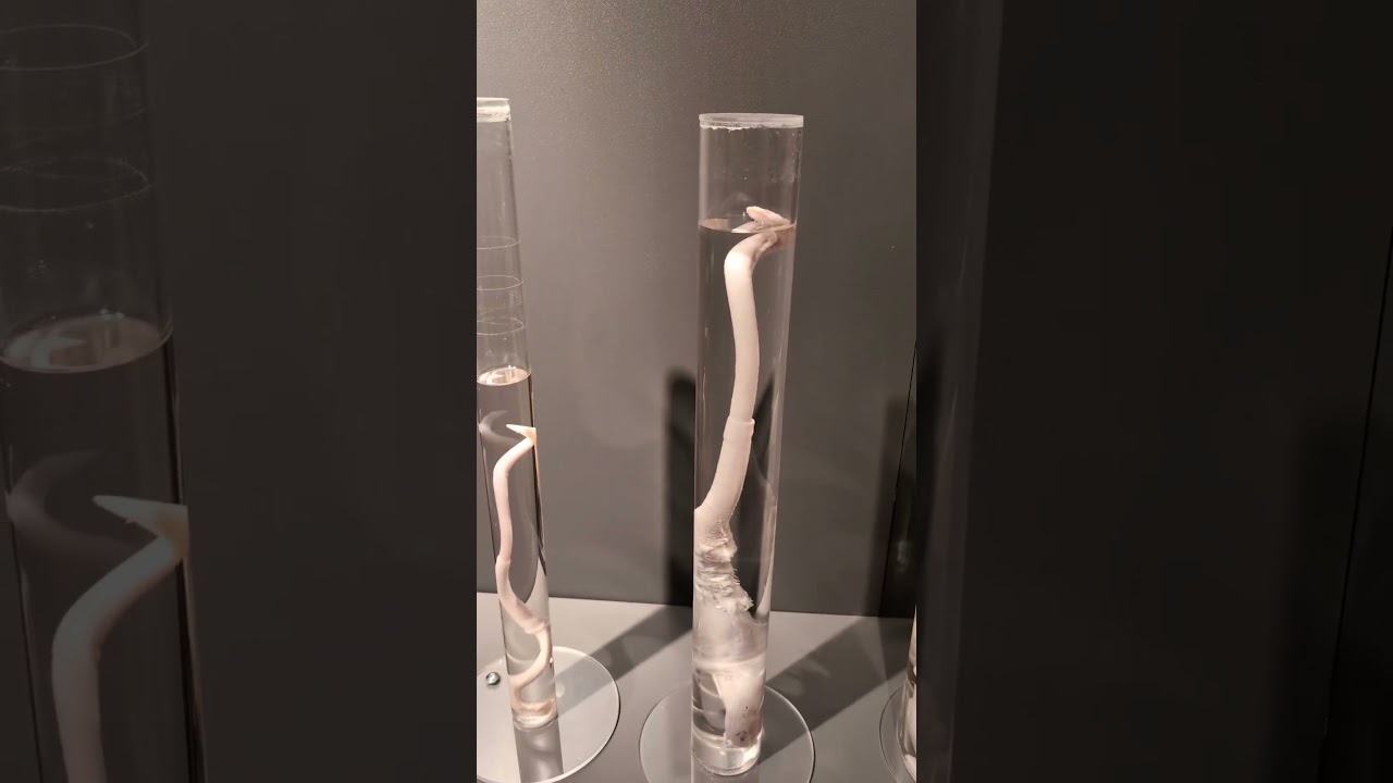 Penis museum in Reykjavik. Just anatomy, but still amusing.