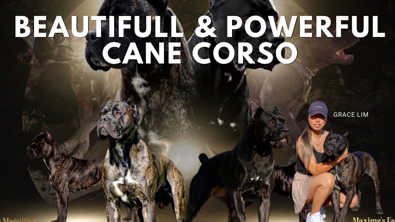 Cane Corso: The Most Misunderstood Dog Breed