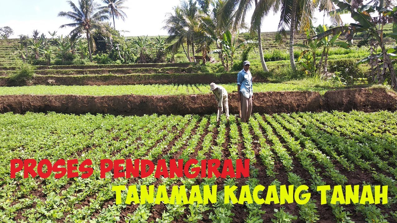 (Eps 8) Proses pendangiran tanaman kacang tanah