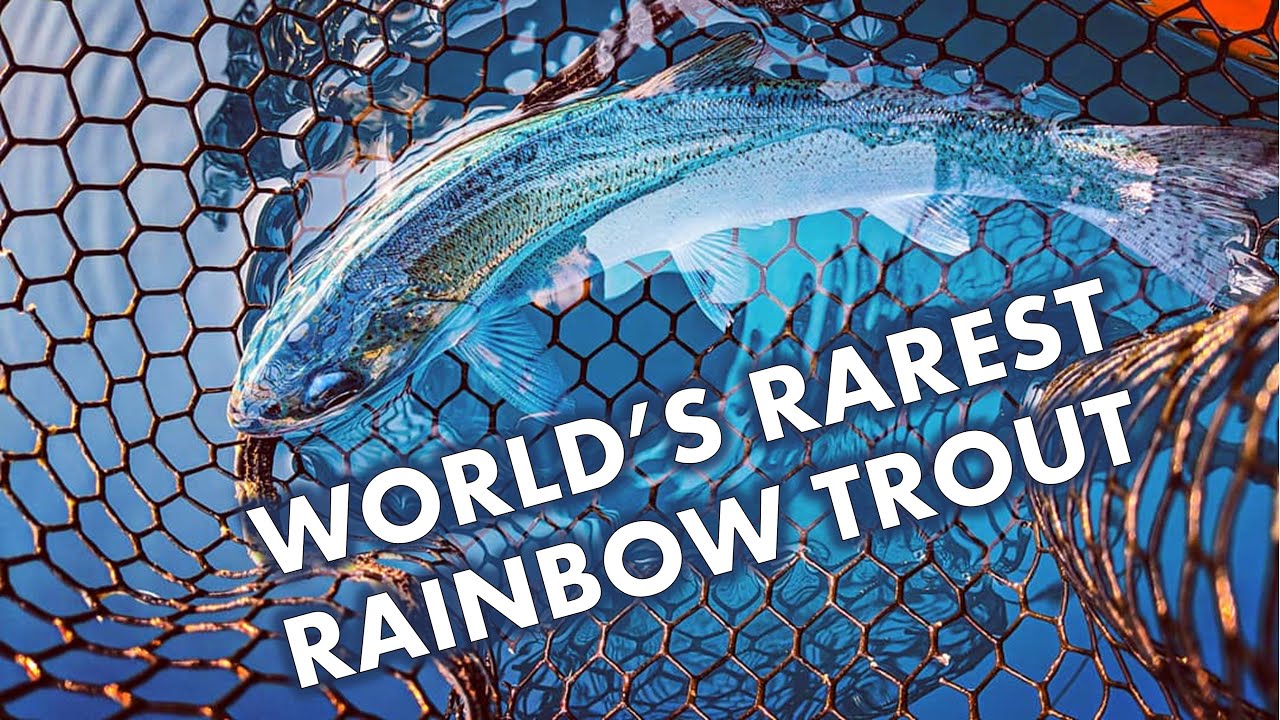 World's Rarest Rainbow Trout is Blue!