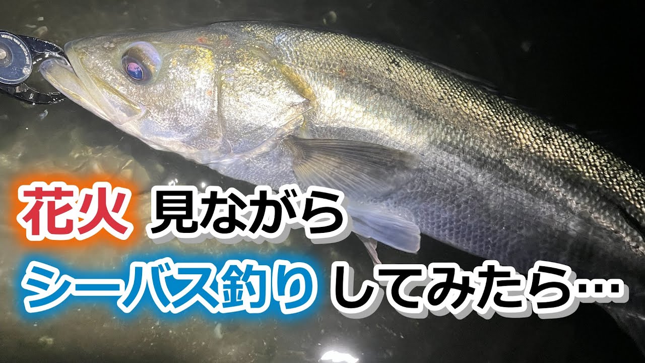 花火見ながらシーバス釣りしてみたら…【2025年11月15日】