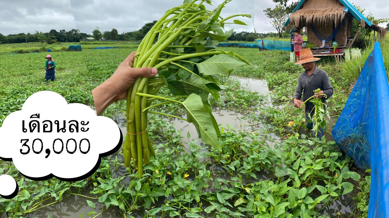 ทำนาผักบุ้ง แทนนาข้าว ปลูกง่ายรายได้ดี / เศรษฐี ไม่มีนาย EP.279