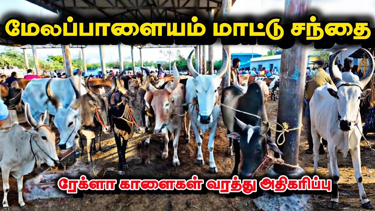 மேலப்பாளையம் மாட்டு சந்தை காளைகள் வரத்து அதிகரிப்பு 30 June 2025