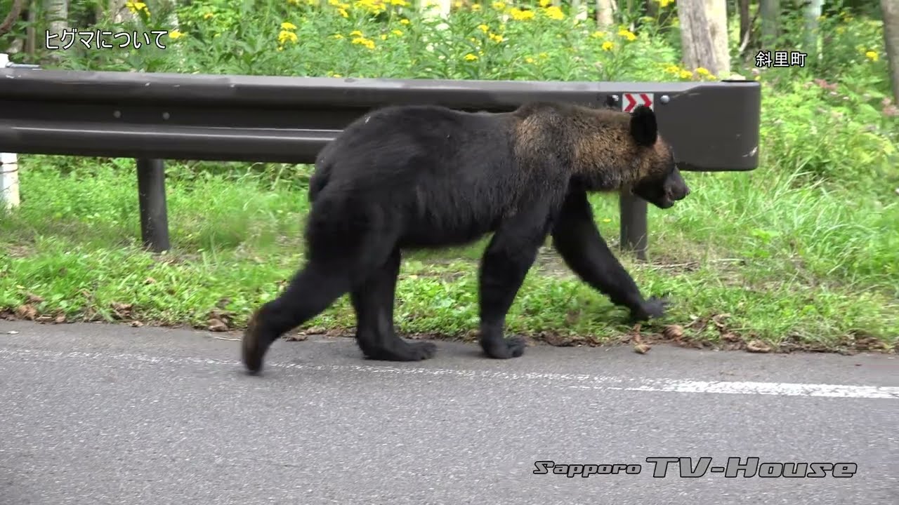 ヒグマについて About Hokkaido brown bear