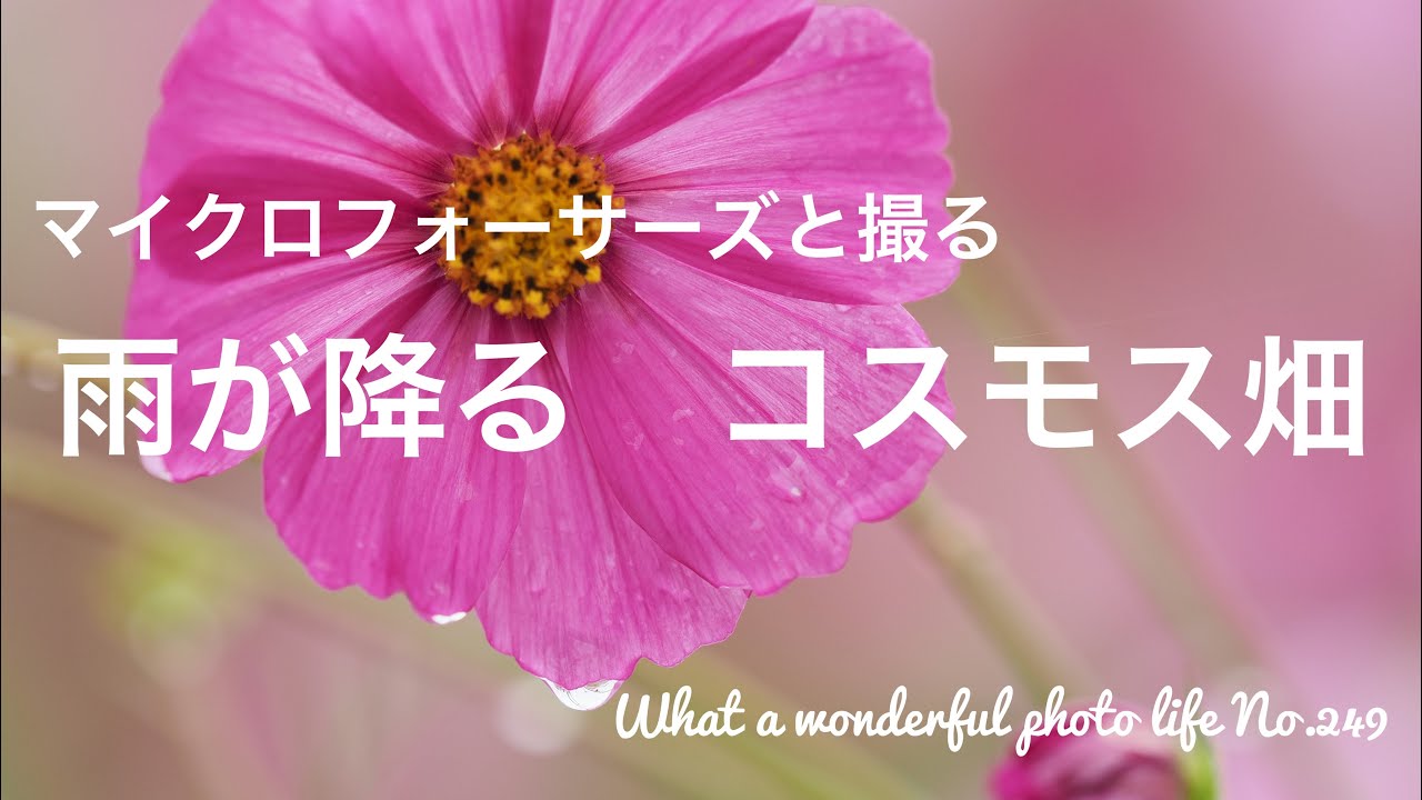 マイクロフォーサーズと撮る　雨が降るコスモス畑　40-150f2.8