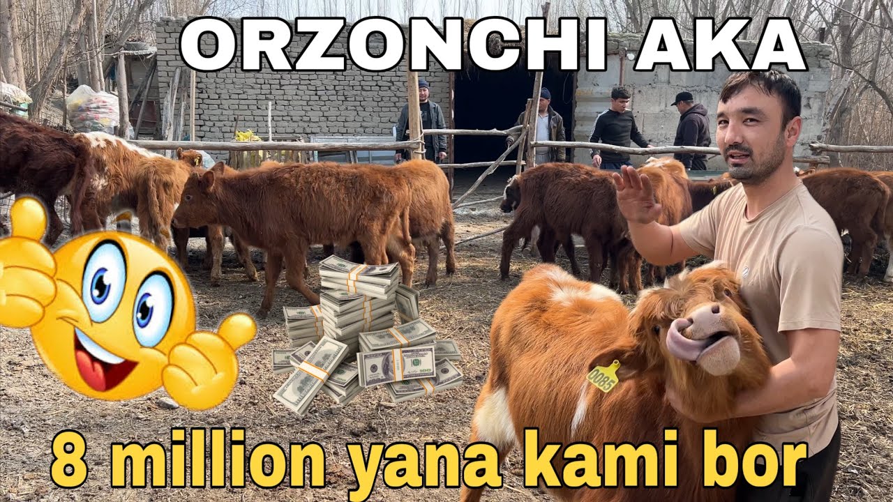 Buqachalar orzon joyidan | Bu narxlar bozorda yo’q