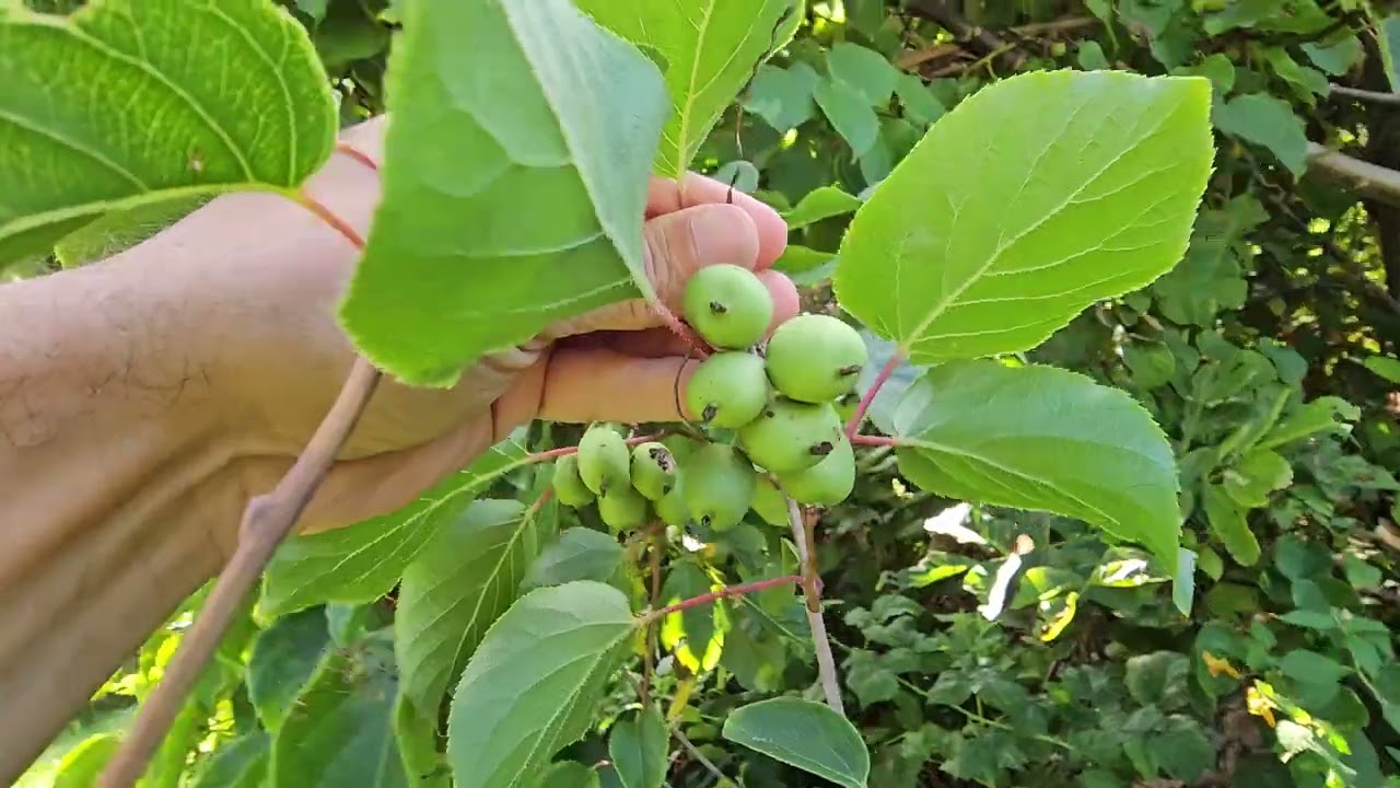 Growing Kiwis in a cold climate. They are ready! 