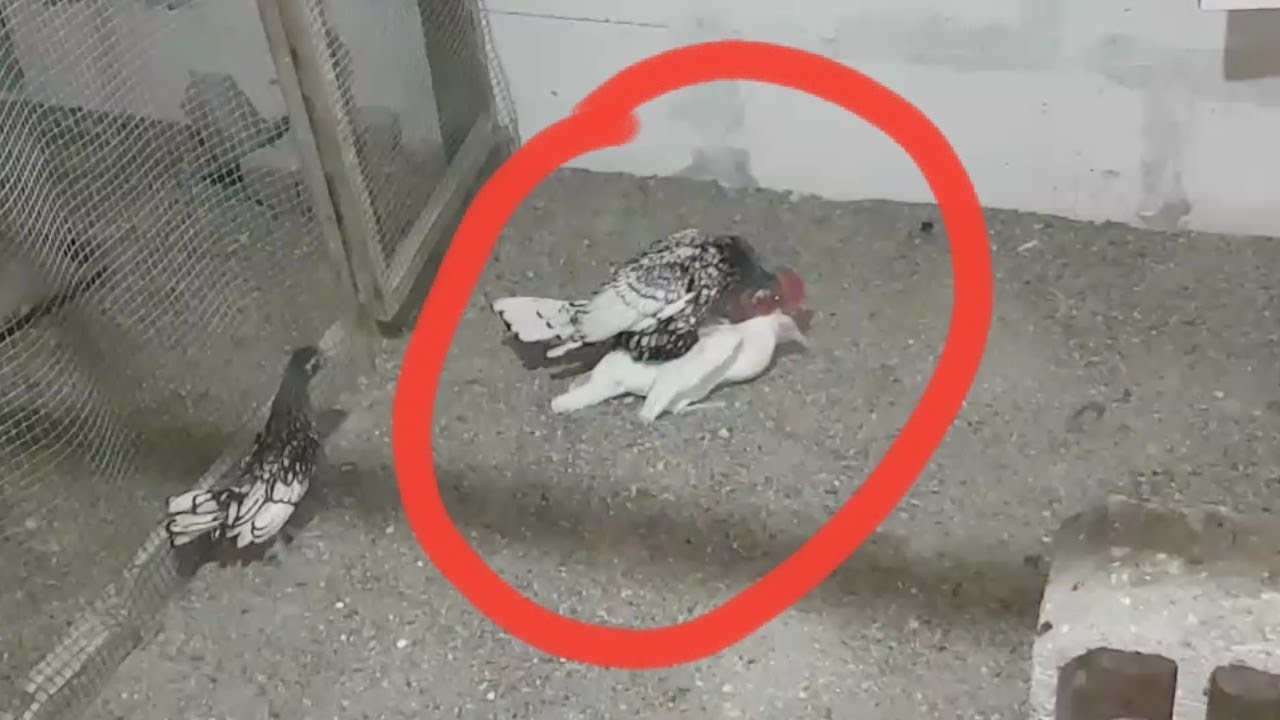 GÜMÜŞ ZİBRİTE EŞ ALDIM YERİNDE DURAMIYOR 😂🤦🏻‍♂️