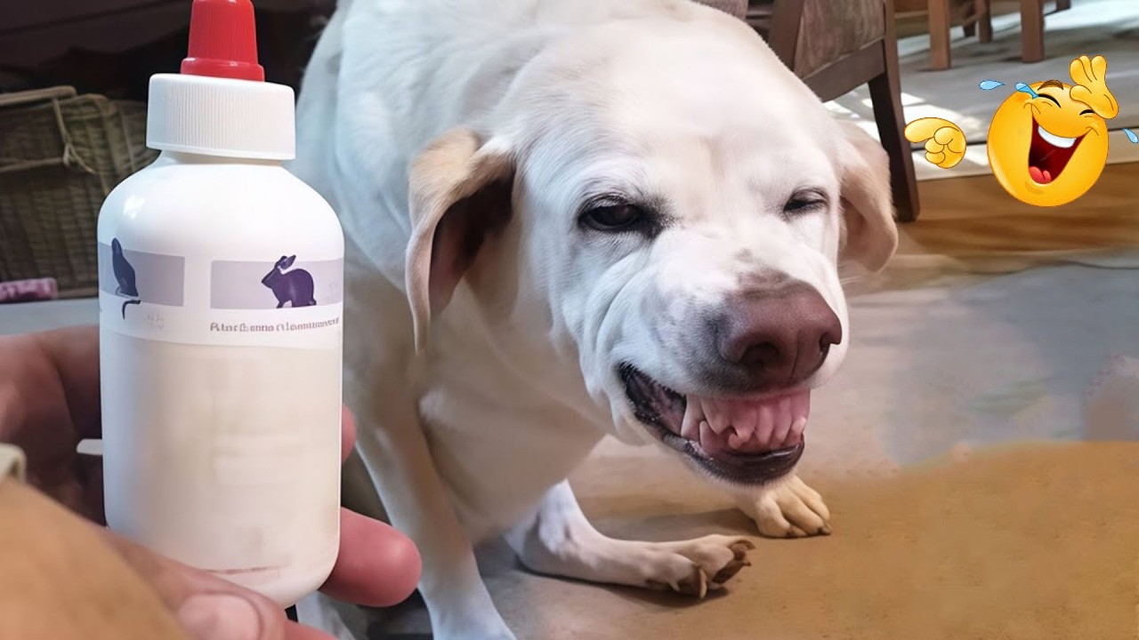 FUNNY DOGS Being Absolutely Ridiculous 😂🐶 Funniest Dog Moments That Will Make
