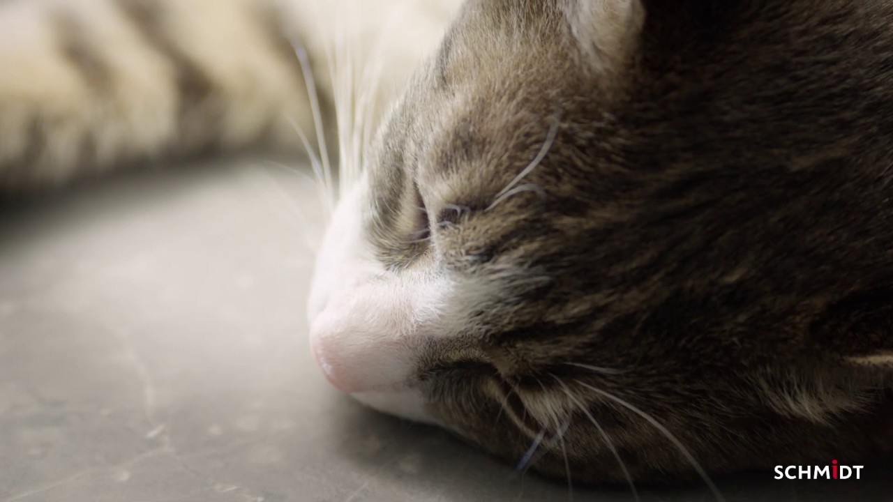 Catnap & dishwasher - Schmidt