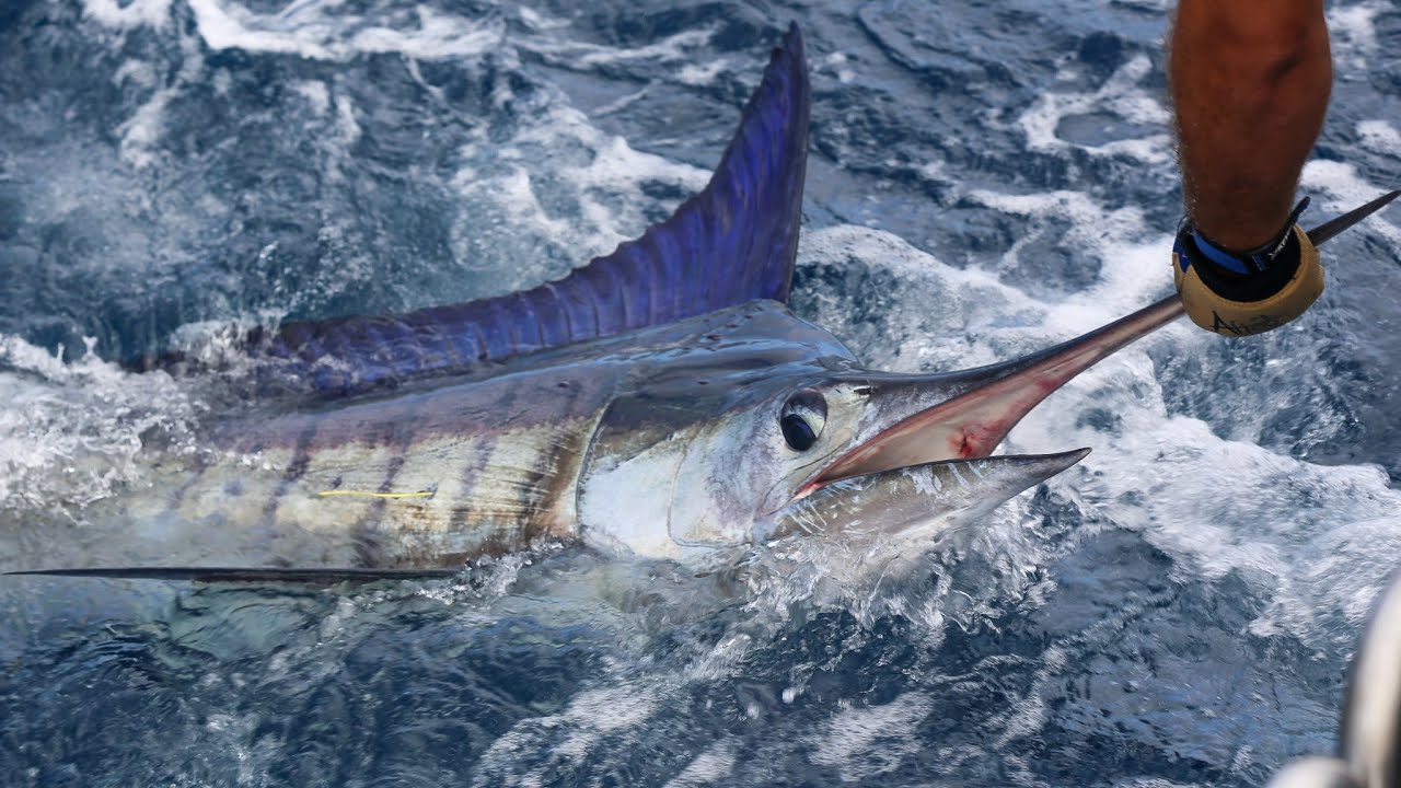 Ultimate Three Kings Islands Fishing Adventure