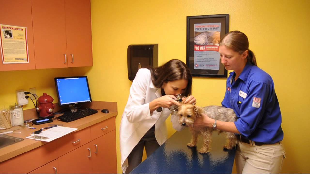 Tampa Veterinarian - In the Exam Room with Dr. Adler at North Bay Animal & Bird Hospital