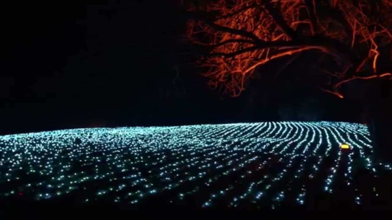 Luci accese all’Orto Botanico di Roma 2022