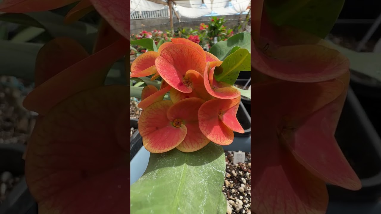 FESTEJANDO MIS 60 PRIMAVERAS CON USTEDES Y MI JARDIN.