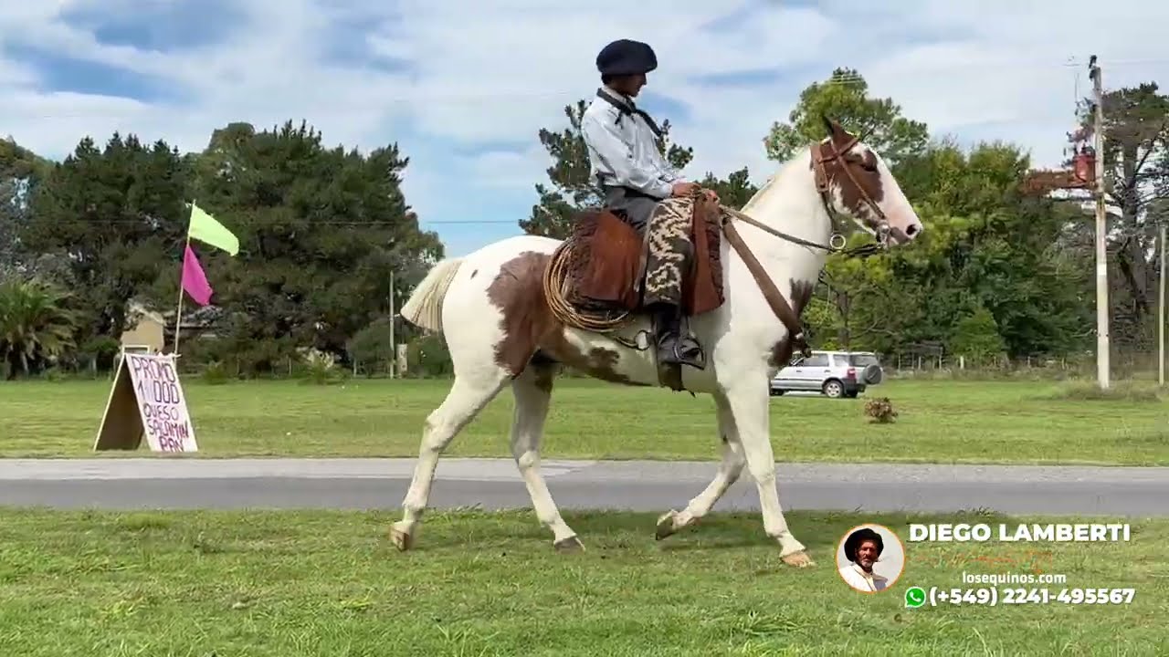 Caballo Tobiano Alaz&aacute;n de 3 a&ntilde;os docil y nuevo $3.600.000 WWW.LOSEQUINOS.COM