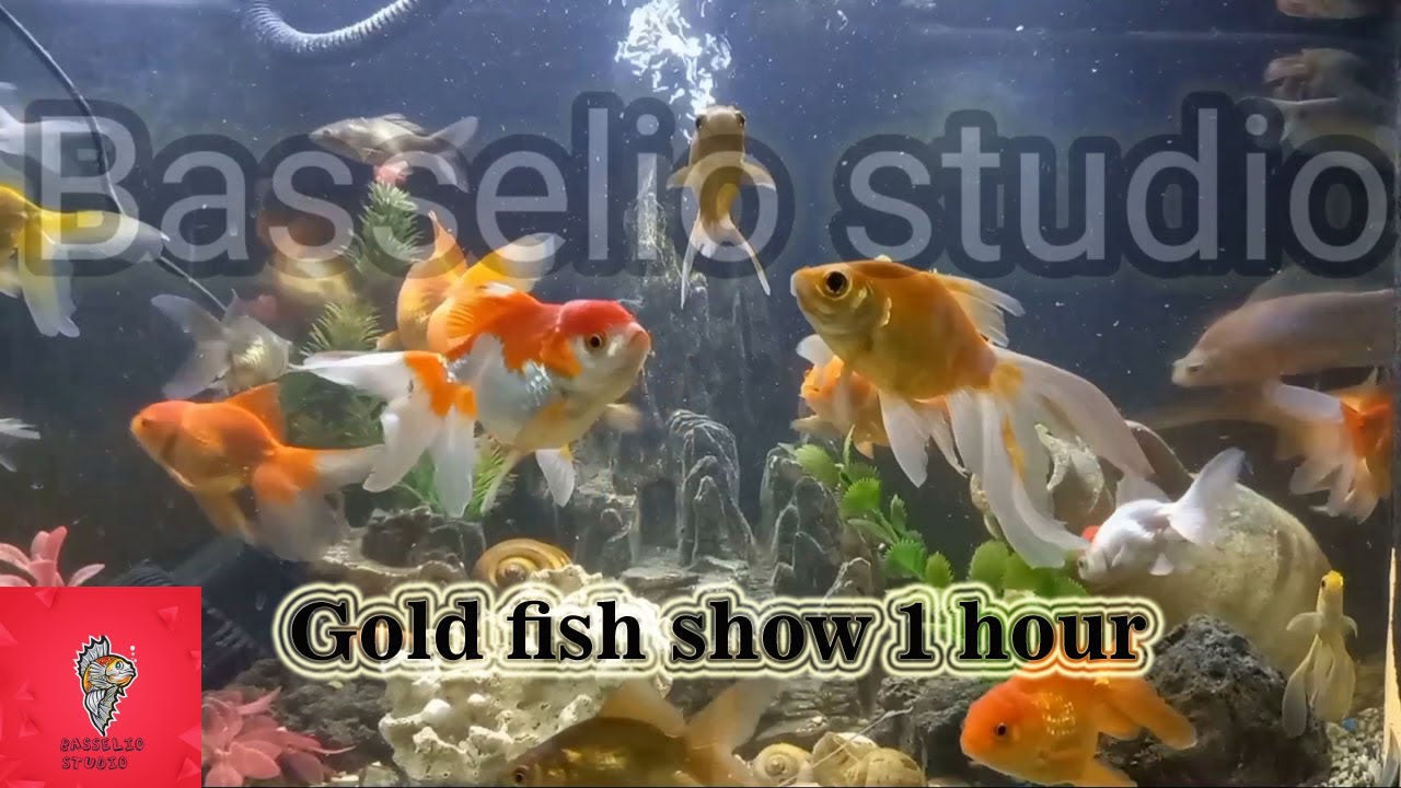 عرض جمال اسماك الجولدفش في الاحواض.Goldfish show